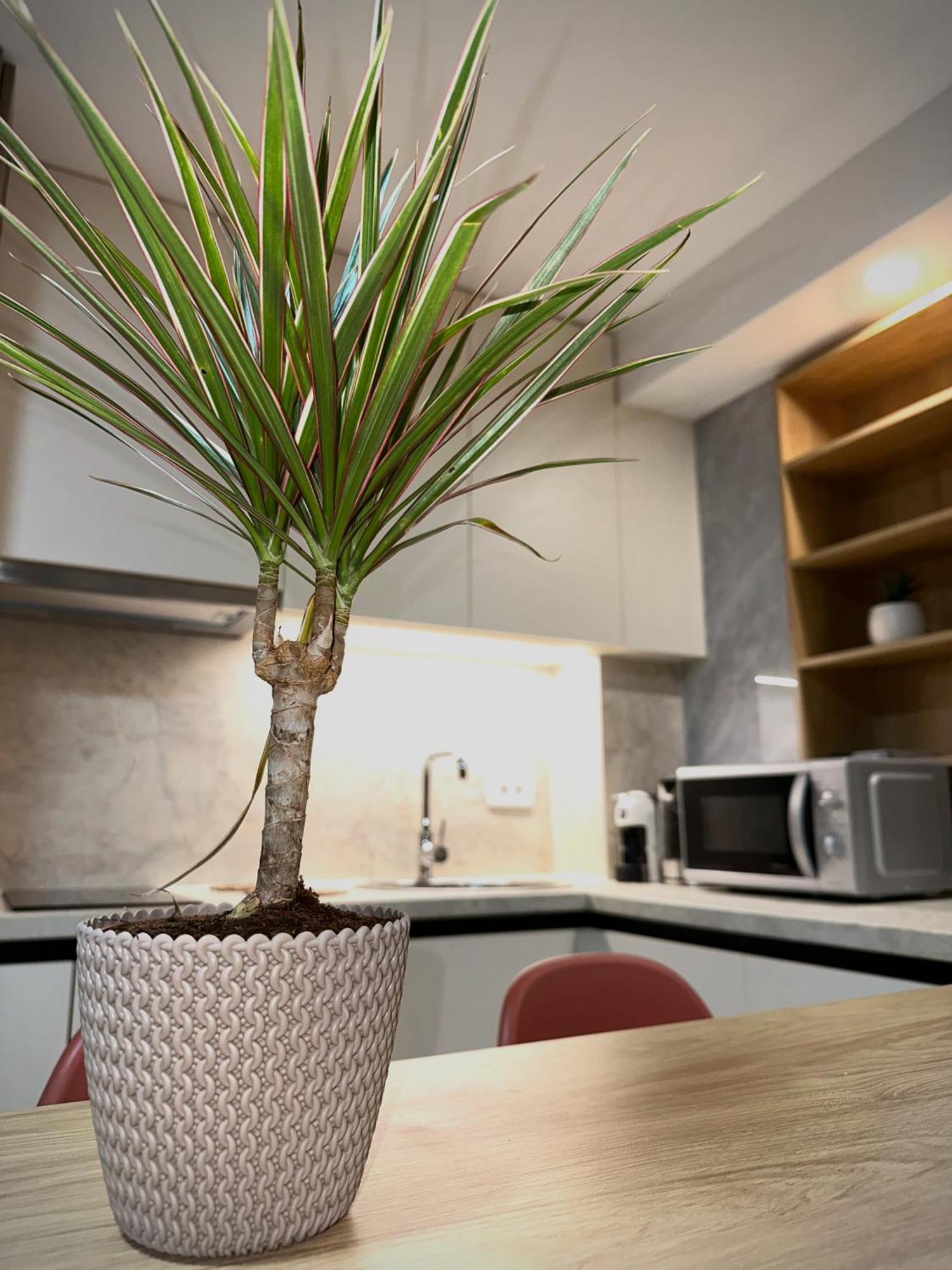 Square Point Apartments โกตอร์ ภายนอก รูปภาพ